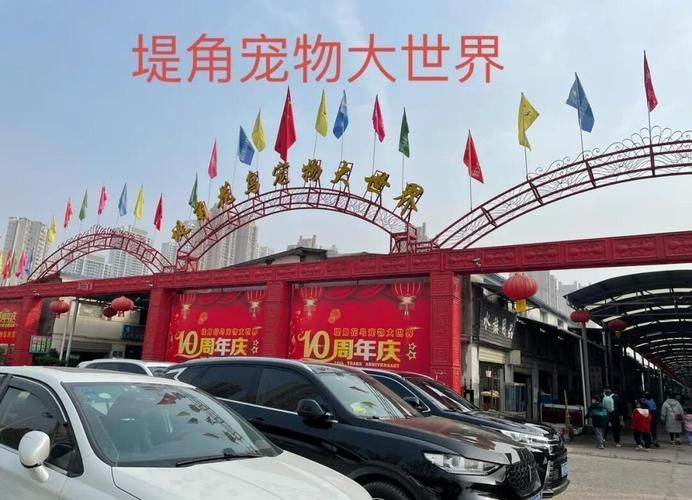 武漢哪里可以買到便宜的龍魚，武漢尋找便宜的龍魚購買指南，武漢龍魚市場價格差異大