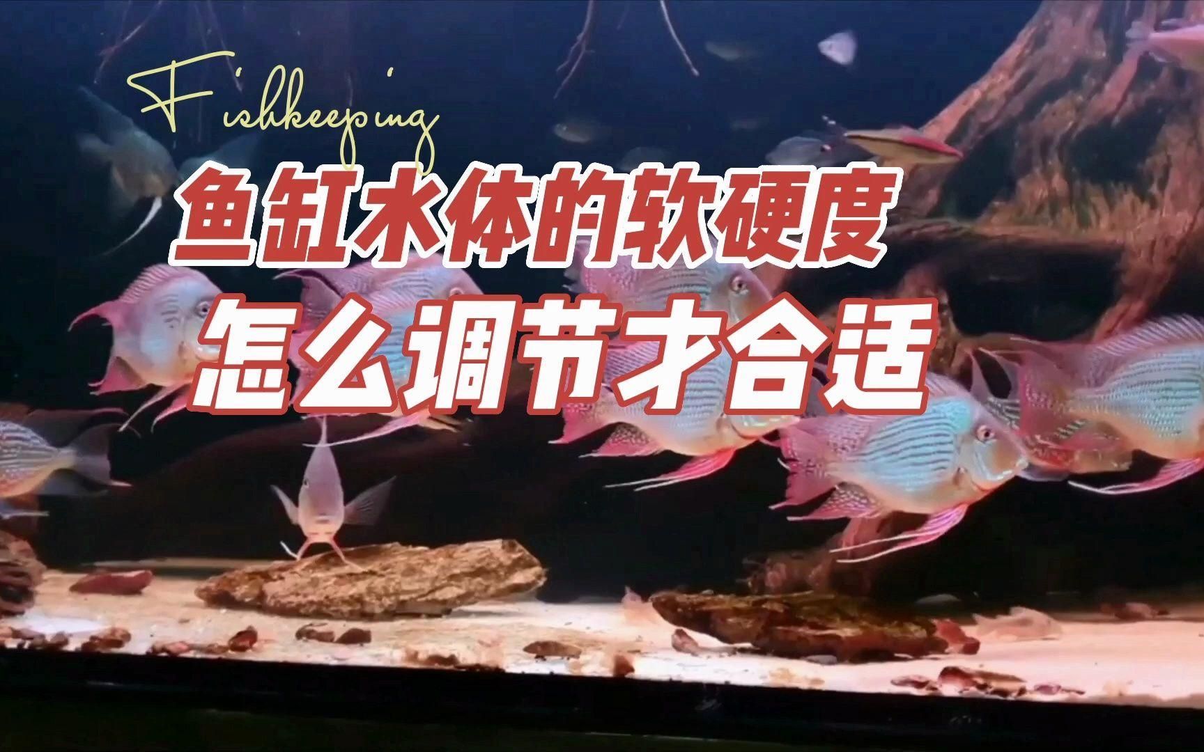 如何調(diào)整魚缸水的硬度