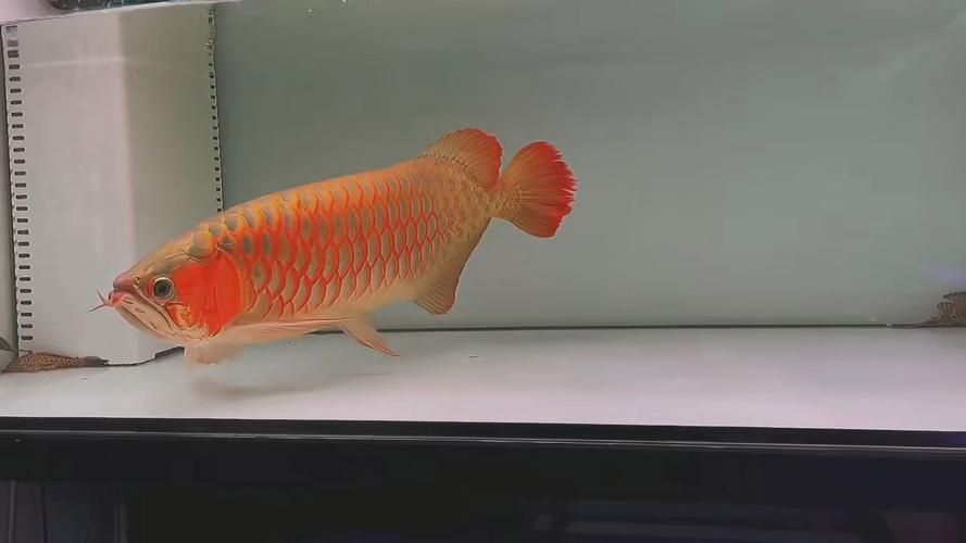 祥龍超血紅龍魚的市場走勢如何，祥龍超血紅龍魚市場走勢