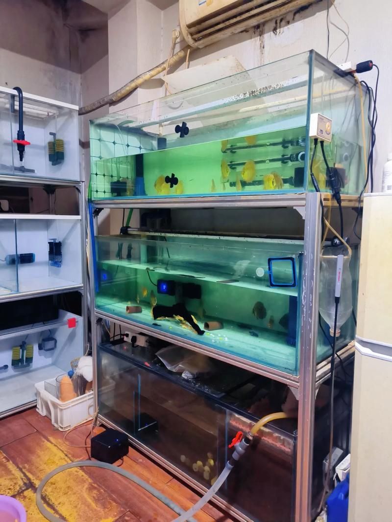 過背金龍魚繁殖需要哪些條件，背金龍魚的繁殖方法
