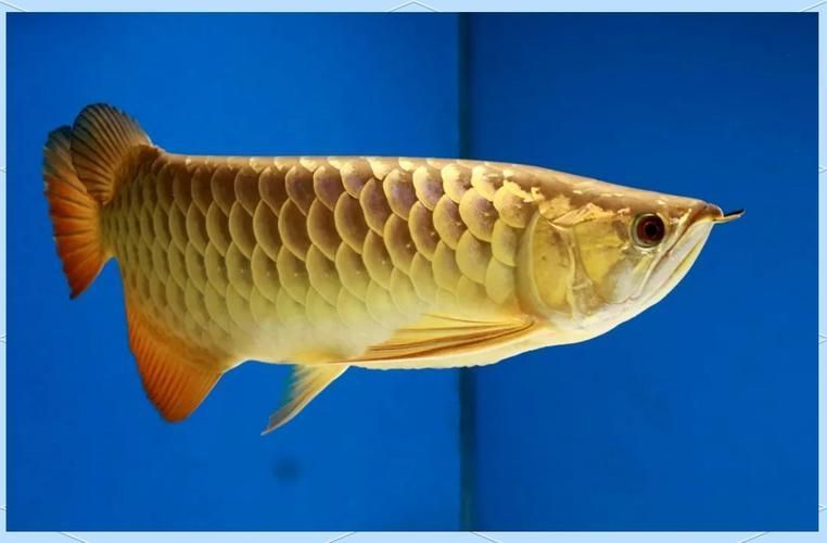 如何辨別荔波龍魚的品相，如何判斷荔波龍魚的優(yōu)劣？ 如何辨別荔波龍魚的品相，如何判斷荔波龍魚的優(yōu)劣？ 龍魚百科 第1張