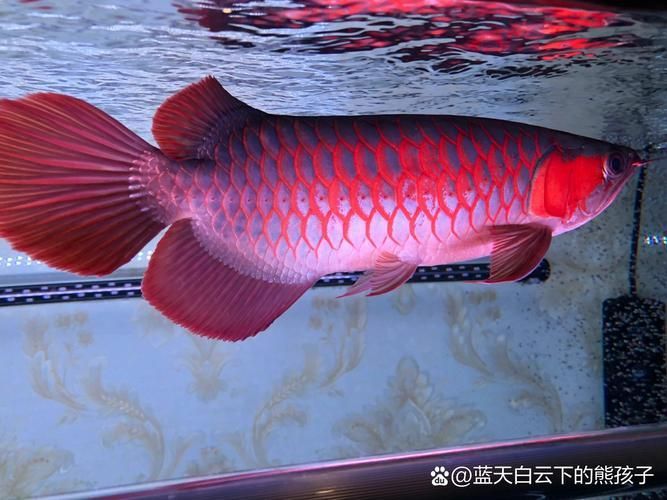 如何判斷樂亭龍魚的品相，樂亭龍魚品相評判斷樂亭龍魚的品相判斷標準：專業鑒賞指南