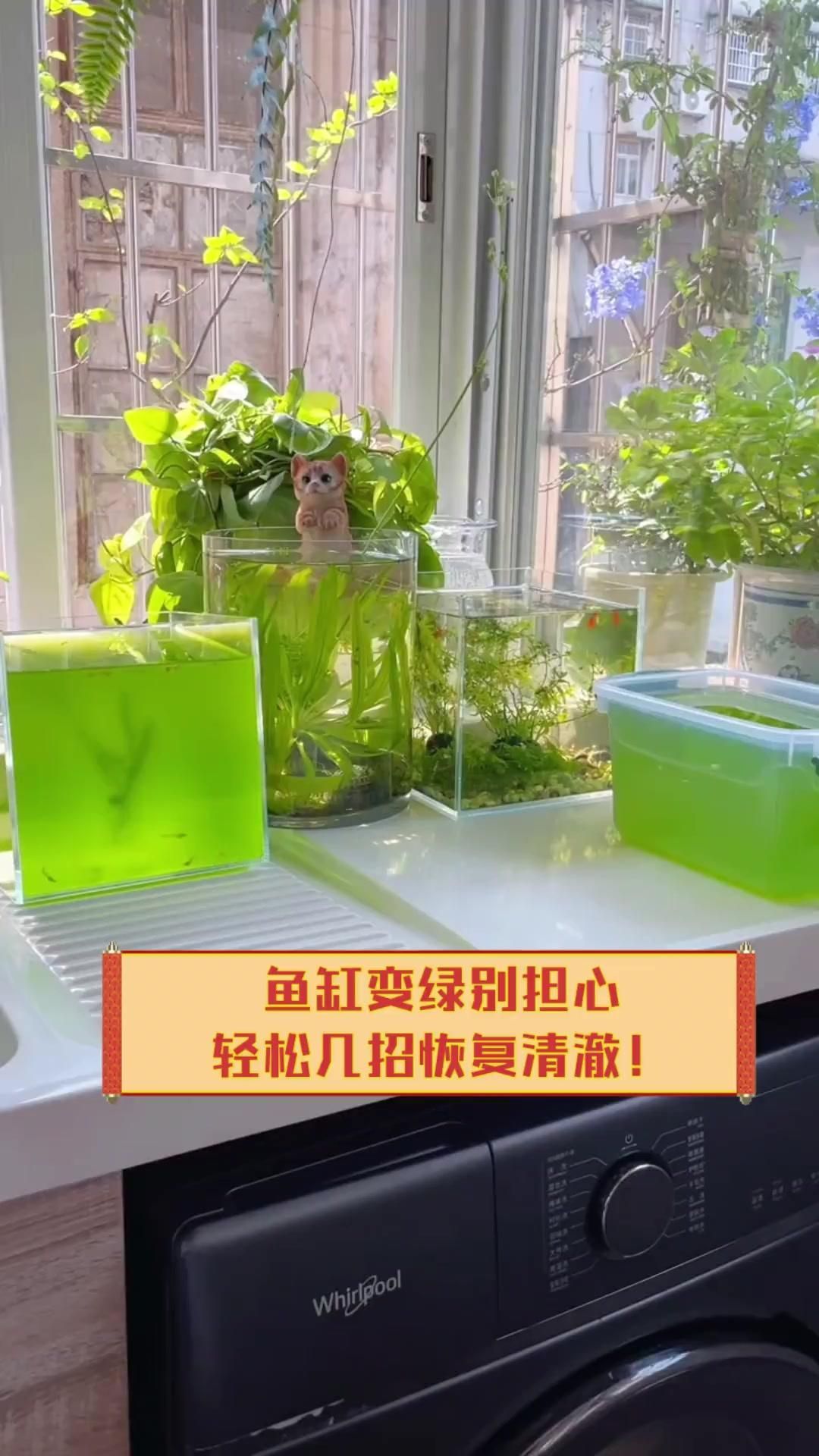 魚缸水變綠后如何快速恢復，如何快速恢復魚缸水質