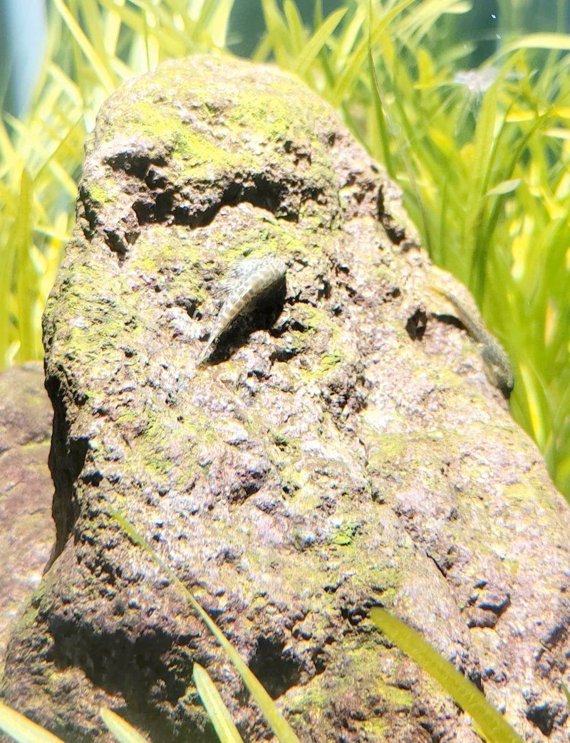 魚缸水變綠后如何快速恢復，如何快速恢復魚缸水質
