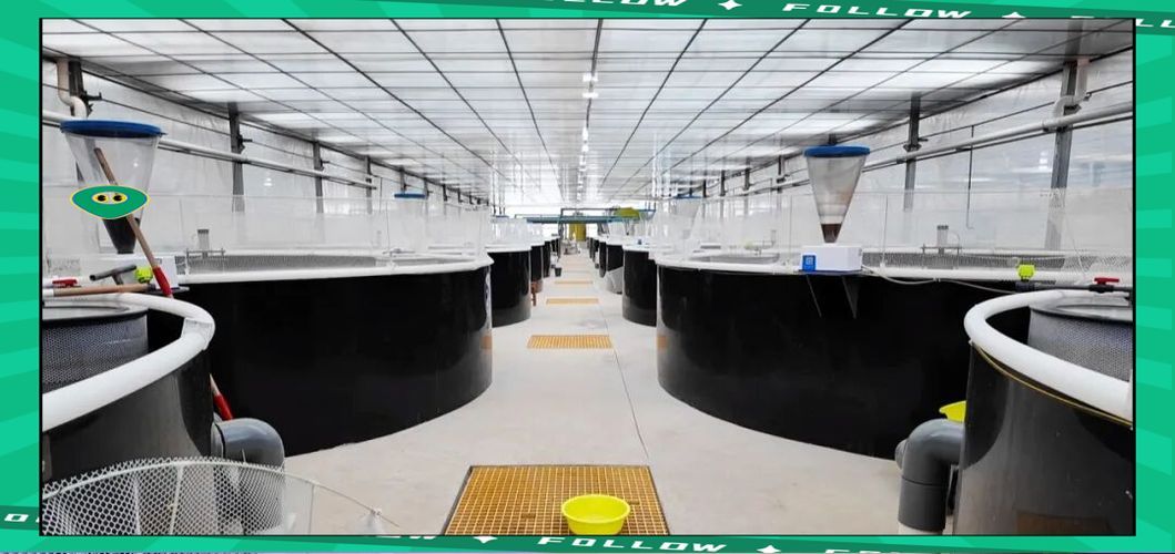 定西市有哪些觀賞魚養(yǎng)殖基地，定西市觀賞魚養(yǎng)殖基地 定西市有哪些觀賞魚養(yǎng)殖基地，定西市觀賞魚養(yǎng)殖基地 龍魚百科 第2張