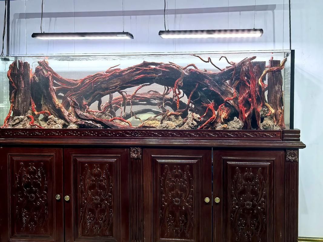 有哪些方法可以安撫銀龍魚，arxiv論文助手arxiv論文助手（1000字和配圖）