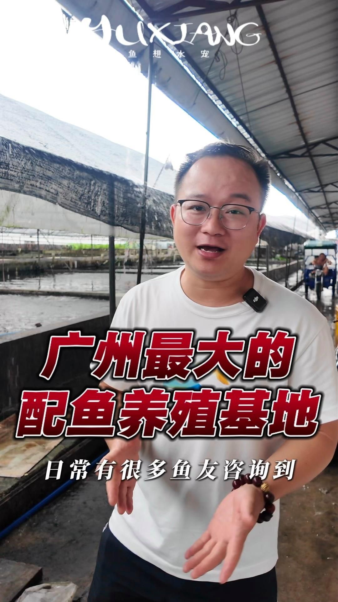 還有哪些神仙魚適合與龍魚混養(yǎng)