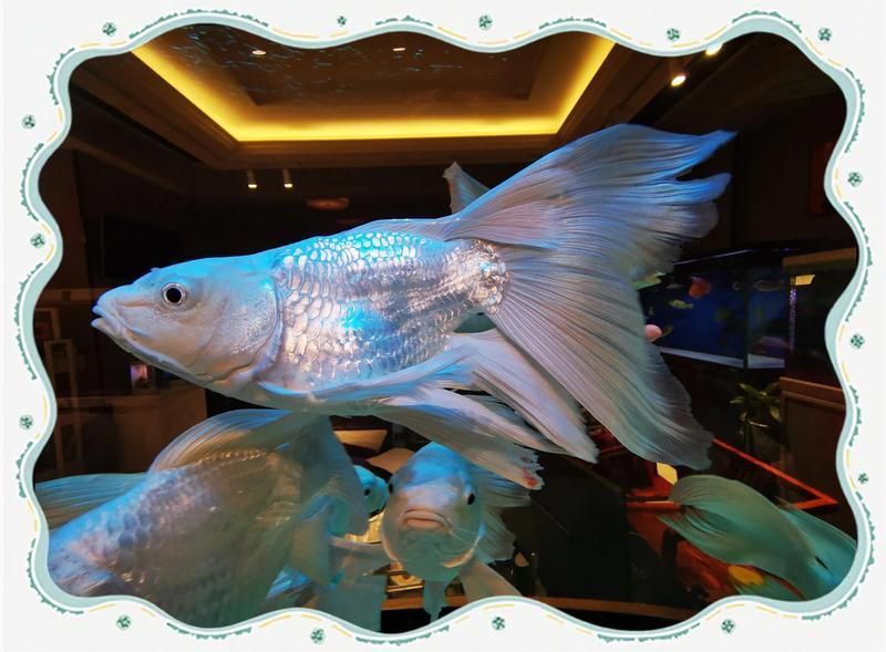 森凌水族館和夫子廟市場哪個更可靠，凌水族館和夫子廟市場哪個更可靠？ 森凌水族館和夫子廟市場哪個更可靠，凌水族館和夫子廟市場哪個更可靠？ 龍魚百科 第2張
