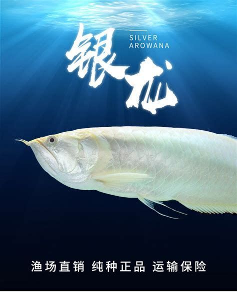 銀龍魚夜間需要喂食嗎？，銀龍魚是否需要在夜間喂食 銀龍魚夜間需要喂食嗎？，銀龍魚是否需要在夜間喂食 龍魚百科
