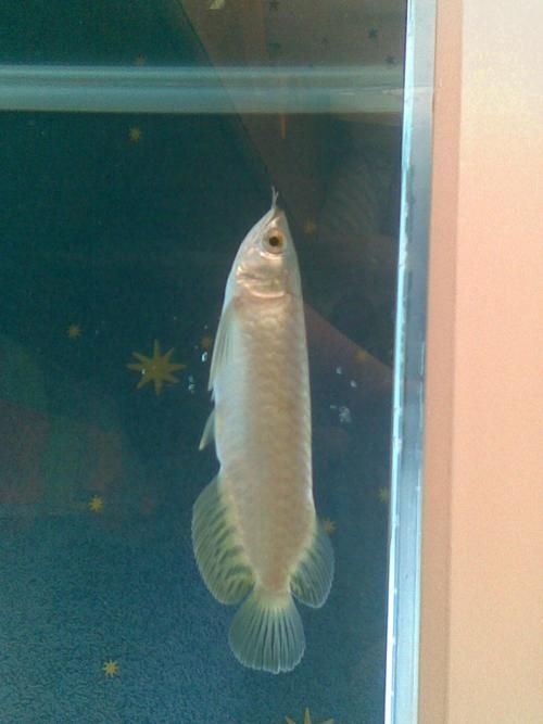 給我一份詳細的青龍魚和皇冠龍魚對比圖，如何區分青龍魚和皇冠龍魚？