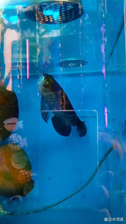 給我一份詳細的青龍魚和皇冠龍魚對比圖，如何區分青龍魚和皇冠龍魚？