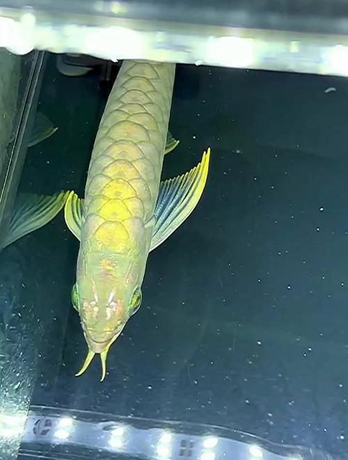 給我一份詳細的青龍魚和皇冠龍魚對比圖，如何區分青龍魚和皇冠龍魚？