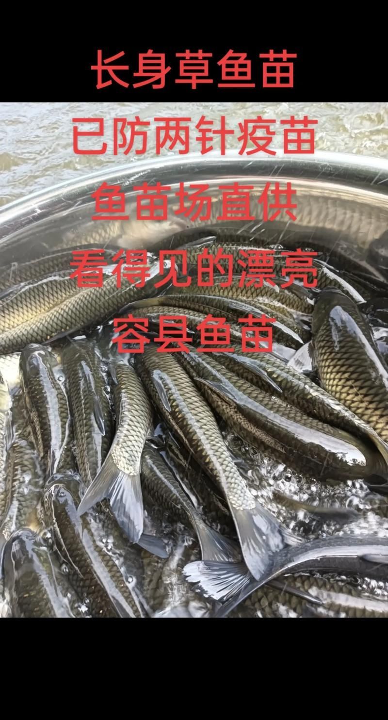 祥龍魚場小型魚批發價格如何，<strong><mark>北京</mark></strong>深海祥龍魚場小型魚批發價格需包含1000字說明和配圖image和配圖