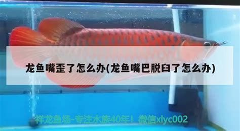 龍魚嘴抽搐多久會恢復(fù)正常？，龍魚嘴抽搐多久會恢復(fù)正常