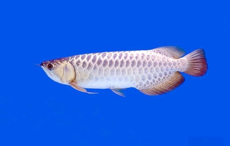 能否提供龍魚在東南亞養殖的歷史圖片，東南亞龍魚在東南亞養殖歷史可追溯至20世紀中后期