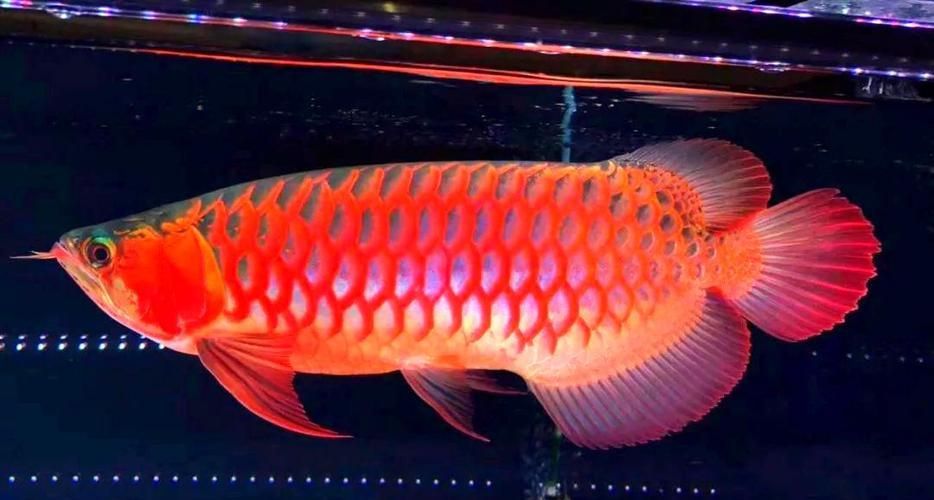 如何判斷龍魚燈是否適合我的龍魚，判斷龍魚燈是否適合您的龍魚，需要綜合考慮多個因素