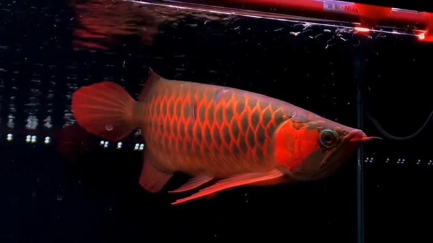 紫嫣紅龍魚的市場價格是多少，紫嫣紅龍魚價格是多少 紫嫣紅龍魚的市場價格是多少，紫嫣紅龍魚價格是多少 龍魚百科 第1張