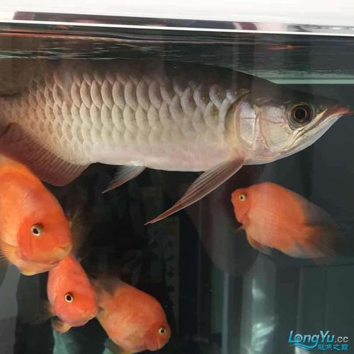 紫嫣紅龍魚的市場價格是多少，紫嫣紅龍魚價格是多少 紫嫣紅龍魚的市場價格是多少，紫嫣紅龍魚價格是多少 龍魚百科 第4張