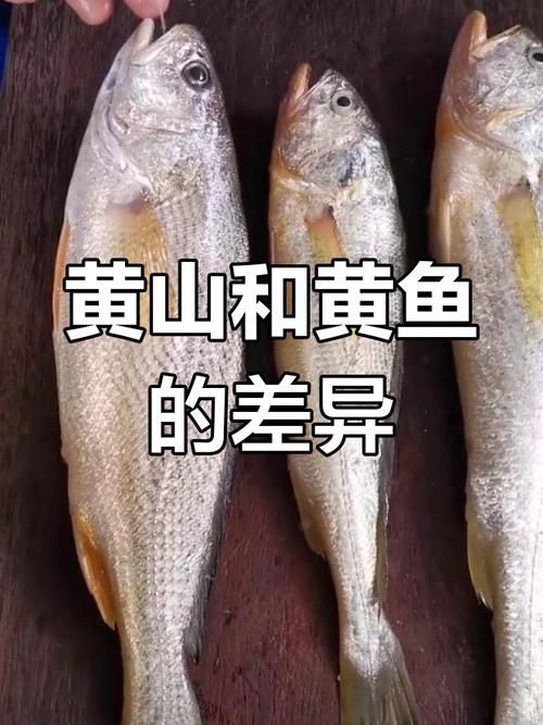 給我一些鑒別黃山龍魚真偽的圖片