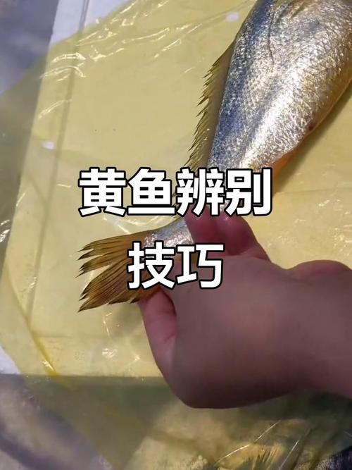 給我一些鑒別黃山龍魚真偽的圖片