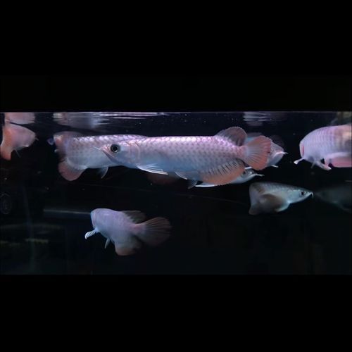 新加坡龍魚(yú)的價(jià)格范圍是多少，新加坡龍魚(yú)的價(jià)格 新加坡龍魚(yú)的價(jià)格范圍是多少，新加坡龍魚(yú)的價(jià)格 龍魚(yú)百科