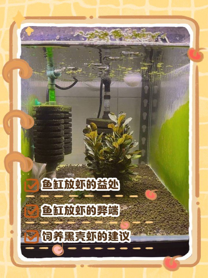 海蝦對龍魚有哪些好處，海蝦對龍魚有哪些好處？