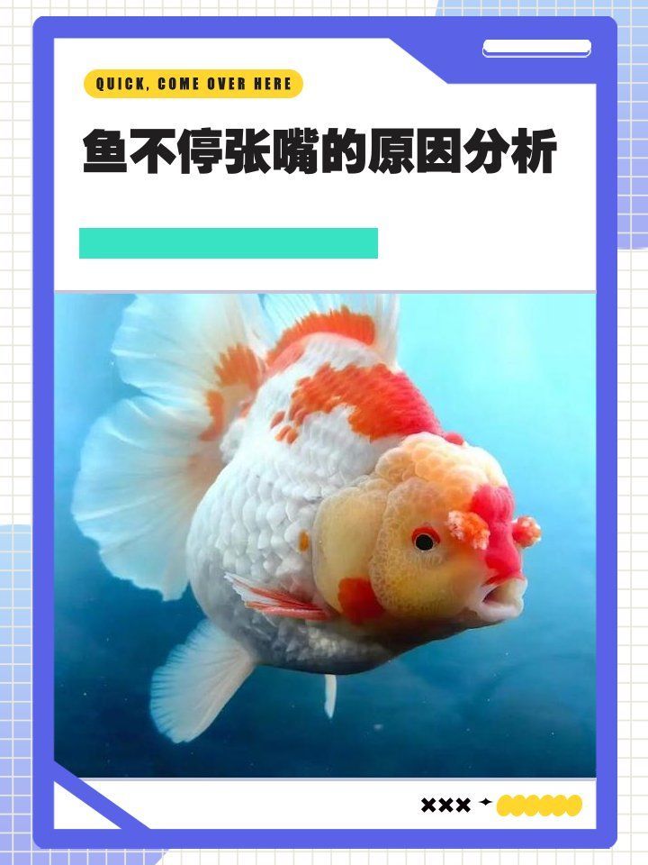 龍魚甩頭張嘴需要多久換一次水，龍魚甩頭張嘴需要多久換一次水，龍魚甩頭張嘴需要注意哪些細節