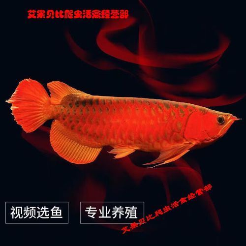 號半紅龍魚的市場行情如何，號半紅龍魚市場行情分析， 號半紅龍魚的市場行情如何，號半紅龍魚市場行情分析， 龍魚百科 第5張