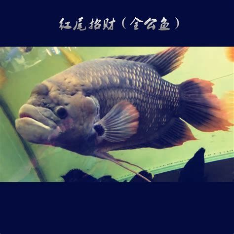 招財戰船魚,關于“招財戰船魚”的介紹 龍魚百科 第2張 招財戰船魚,關于“招財戰船魚”的介紹 招財戰船魚,關于“招財戰船魚”的介紹 龍魚百科 第2張