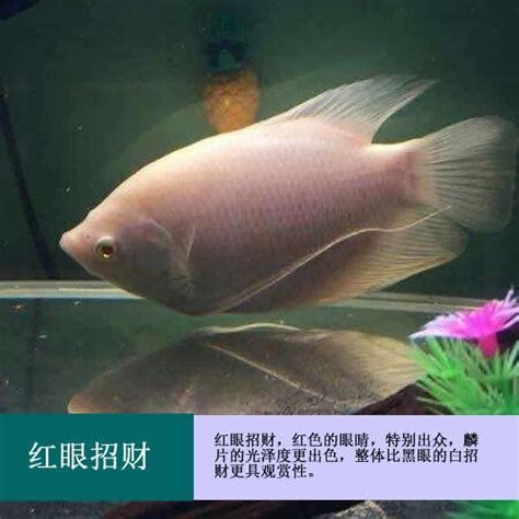 招財戰船魚,關于“招財戰船魚”的介紹 龍魚百科 第1張 招財戰船魚,關于“招財戰船魚”的介紹 招財戰船魚,關于“招財戰船魚”的介紹 龍魚百科 第1張