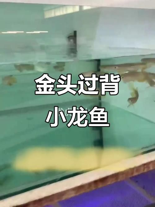 金頭過背金龍魚的市場價格，金頭過背金龍魚市場價格如何鑒別真假金頭過背金龍魚