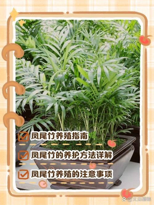 如何判斷棲鳳竹是否旺盛,如何判斷棲鳳竹旺盛狀態 龍魚百科 第4張 如何判斷棲鳳竹是否旺盛,如何判斷棲鳳竹旺盛狀態 如何判斷棲鳳竹是否旺盛,如何判斷棲鳳竹旺盛狀態 龍魚百科 第4張