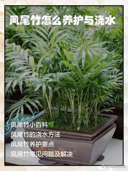 如何判斷棲鳳竹是否旺盛,如何判斷棲鳳竹旺盛狀態 龍魚百科 第6張 如何判斷棲鳳竹是否旺盛,如何判斷棲鳳竹旺盛狀態 如何判斷棲鳳竹是否旺盛,如何判斷棲鳳竹旺盛狀態 龍魚百科 第6張