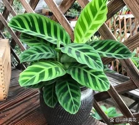 如何判斷棲鳳竹是否旺盛,如何判斷棲鳳竹旺盛狀態 龍魚百科 第5張 如何判斷棲鳳竹是否旺盛,如何判斷棲鳳竹旺盛狀態 如何判斷棲鳳竹是否旺盛,如何判斷棲鳳竹旺盛狀態 龍魚百科 第5張