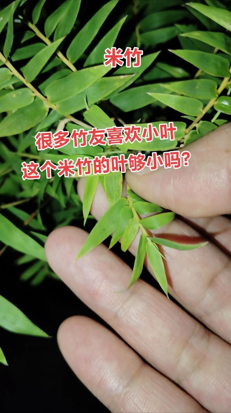 如何判斷棲鳳竹是否旺盛,如何判斷棲鳳竹旺盛狀態 龍魚百科 第3張 如何判斷棲鳳竹是否旺盛,如何判斷棲鳳竹旺盛狀態 如何判斷棲鳳竹是否旺盛,如何判斷棲鳳竹旺盛狀態 龍魚百科 第3張