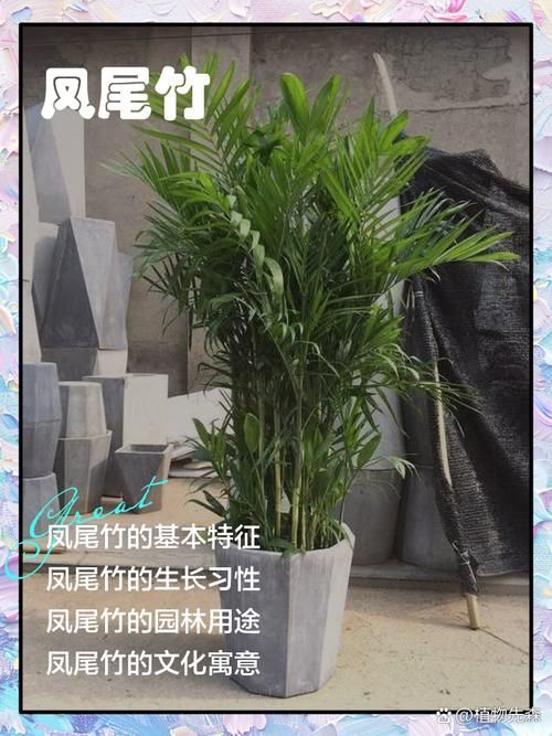如何判斷棲鳳竹是否旺盛,如何判斷棲鳳竹旺盛狀態 龍魚百科 第2張 如何判斷棲鳳竹是否旺盛,如何判斷棲鳳竹旺盛狀態 如何判斷棲鳳竹是否旺盛,如何判斷棲鳳竹旺盛狀態 龍魚百科 第2張