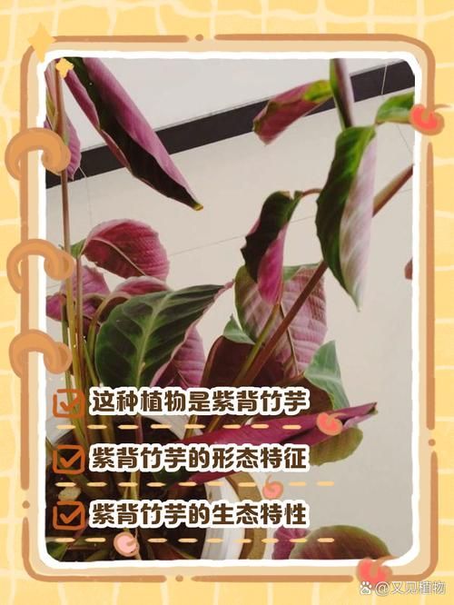 如何判斷棲鳳竹是否旺盛,如何判斷棲鳳竹旺盛狀態 龍魚百科 第1張 如何判斷棲鳳竹是否旺盛,如何判斷棲鳳竹旺盛狀態 如何判斷棲鳳竹是否旺盛,如何判斷棲鳳竹旺盛狀態 龍魚百科 第1張