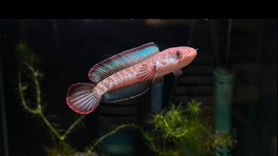 新手養龍魚需要準備哪些設備？，拆解新手養龍魚必備設備清單與詳解（附圖示）