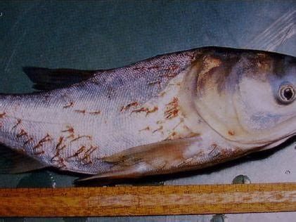 龍魚外寄癥狀圖，龍魚外寄癥狀包括：龍魚外寄寄癥狀包括四大表現