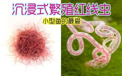 還有哪些蟲子是龍魚的最愛？，龍魚（亞洲龍）喜愛的蟲子（活餌）詳細解析及配圖 還有哪些蟲子是龍魚的最愛？，龍魚（亞洲龍）喜愛的蟲子（活餌）詳細解析及配圖 龍魚百科 第5張