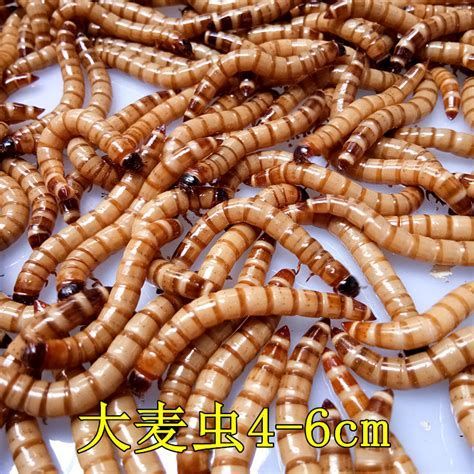 還有哪些蟲子是龍魚的最愛？，龍魚（亞洲龍）喜愛的蟲子（活餌）詳細解析及配圖 還有哪些蟲子是龍魚的最愛？，龍魚（亞洲龍）喜愛的蟲子（活餌）詳細解析及配圖 龍魚百科 第2張