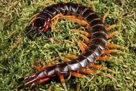 還有哪些蟲子是龍魚的最愛？，龍魚（亞洲龍）喜愛的蟲子（活餌）詳細解析及配圖 還有哪些蟲子是龍魚的最愛？，龍魚（亞洲龍）喜愛的蟲子（活餌）詳細解析及配圖 龍魚百科 第6張