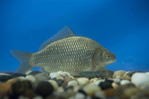 黑鱗病最怕三個(gè)魚(yú)，關(guān)于黑鱗病的詳細(xì)解析及其最怕感染的三種魚(yú)類(lèi) 黑鱗病最怕三個(gè)魚(yú)，關(guān)于黑鱗病的詳細(xì)解析及其最怕感染的三種魚(yú)類(lèi) 龍魚(yú)百科 第2張