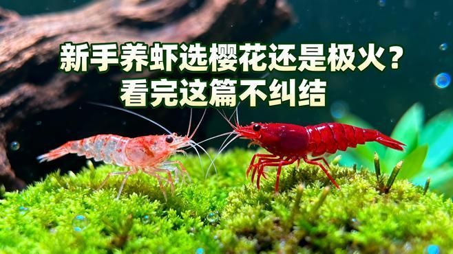 推薦一些適合新手的觀賞蝦，新手觀賞蝦新手養(yǎng)蝦推薦：櫻花蝦、黃金米蝦、黃金米蝦 推薦一些適合新手的觀賞蝦，新手觀賞蝦新手養(yǎng)蝦推薦：櫻花蝦、黃金米蝦、黃金米蝦 龍魚百科