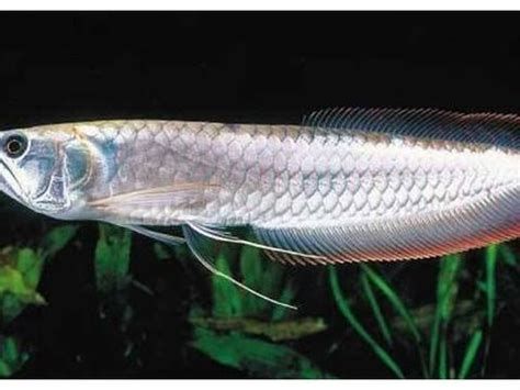 有哪些適合與銀龍魚苗混養(yǎng)的魚？，適合與銀龍魚苗混養(yǎng)的魚類