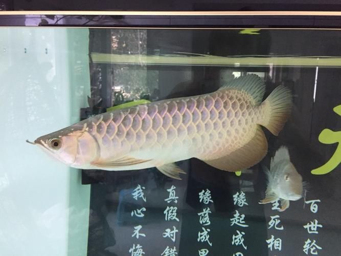 李亞四龍魚有哪些選購技巧，李亞四龍魚有哪些選購技巧李亞四龍魚有哪些常見疾病