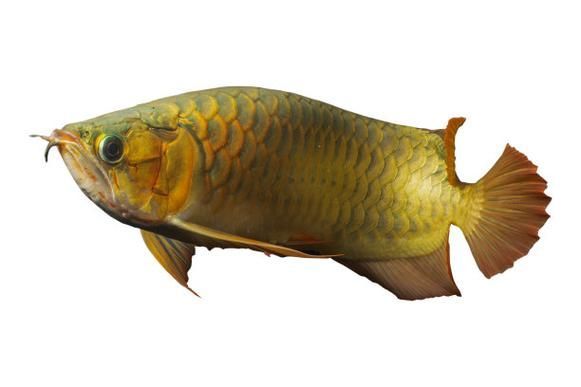 能否提供樂業龍魚的圖片，如何在網上找到樂業龍魚圖片 能否提供樂業龍魚的圖片，如何在網上找到樂業龍魚圖片 龍魚百科 第16張