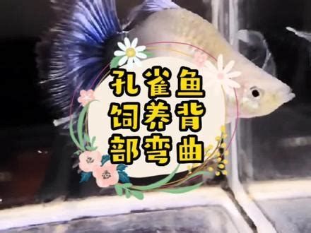 觀賞魚百科，1000字的《觀賞魚百科》詳解 觀賞魚百科，1000字的《觀賞魚百科》詳解 龍魚百科 第4張