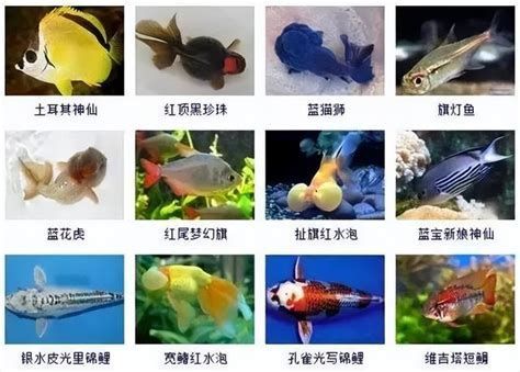 觀賞魚百科，1000字的《觀賞魚百科》詳解
