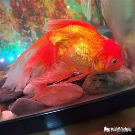觀賞魚百科，1000字的《觀賞魚百科》詳解